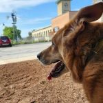 Batavia Animal Clinic