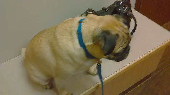 Millbrook Animal Care Clinic Picture 1