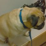 Millbrook Animal Care Clinic