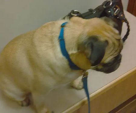 Millbrook Animal Care Clinic