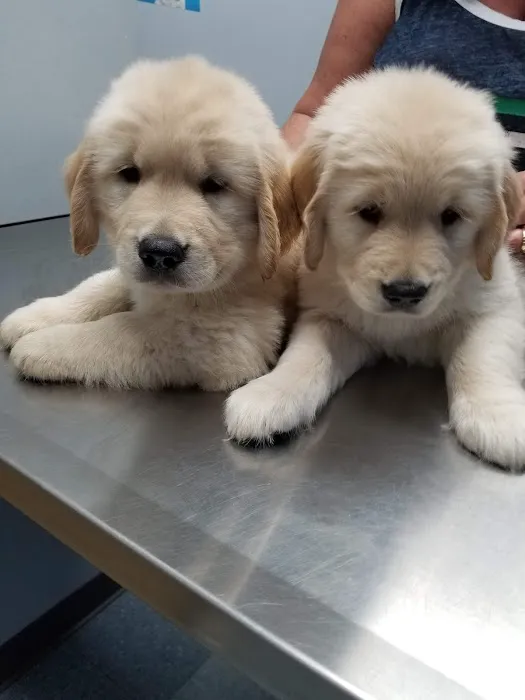 North Hoffman Veterinary Clinic Picture 2