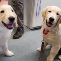 North Hoffman Veterinary Clinic ico