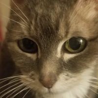 Palatine Family Pet Care LLC ico