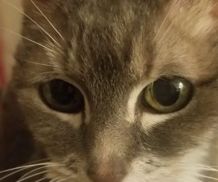 Palatine Family Pet Care LLC