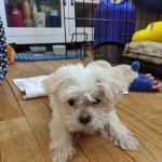 Palatine Animal Hospital