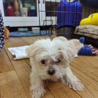 Palatine Animal Hospital ico