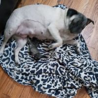 Cobb & Co Veterinary Clinic ico