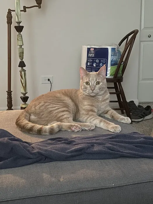 Cobb & Co Veterinary Clinic Picture 2