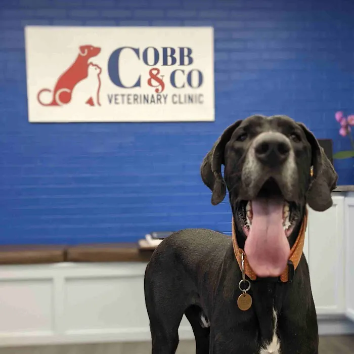 Cobb & Co Veterinary Clinic Picture 8