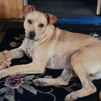 Animal Medical Clinic of St. Charles ico