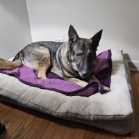 Valley Veterinary Surgery ico