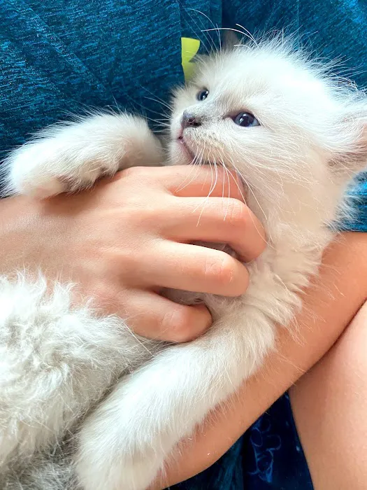 Ragdoll Kittens For You Picture 4