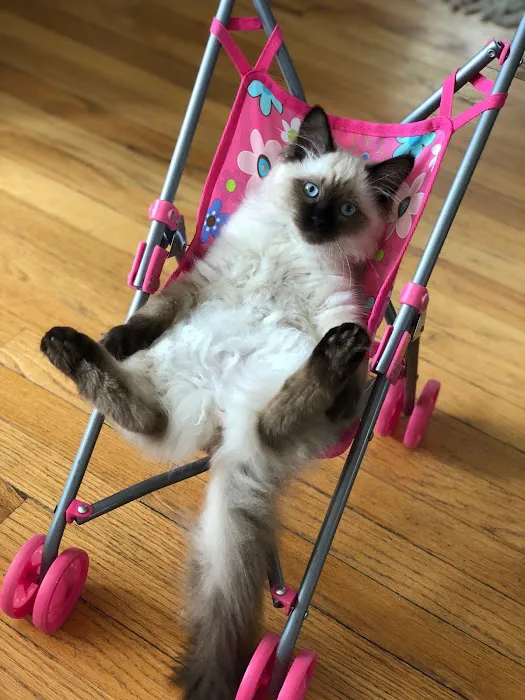 Ragdoll Kittens For You Picture 3