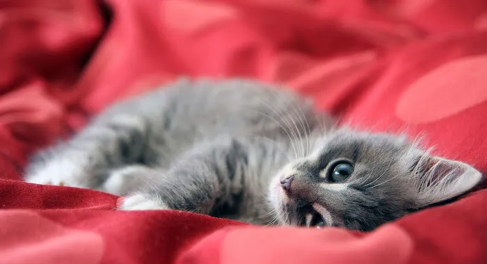 Ragdoll Kittens For You Picture 2