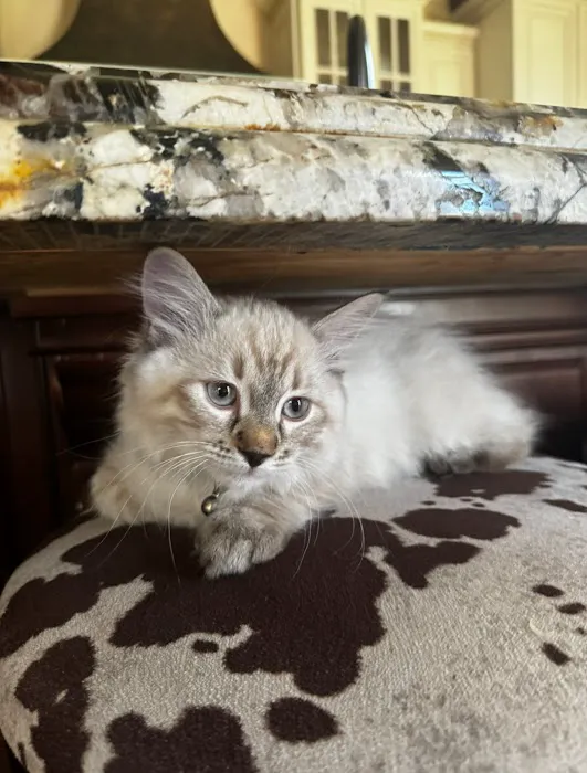 Ragdoll Kittens For You Picture 1