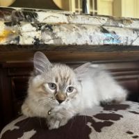 Ragdoll Kittens For You ico
