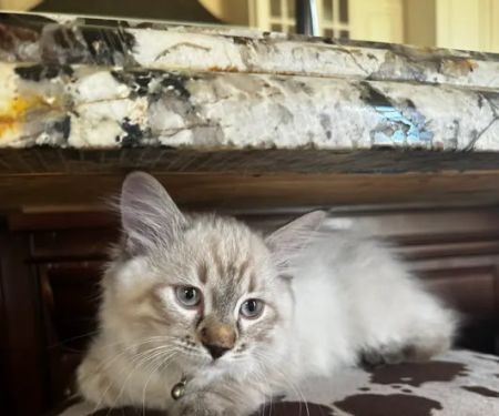 Ragdoll Kittens For You