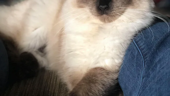 Ragdoll Kittens For You Picture 8