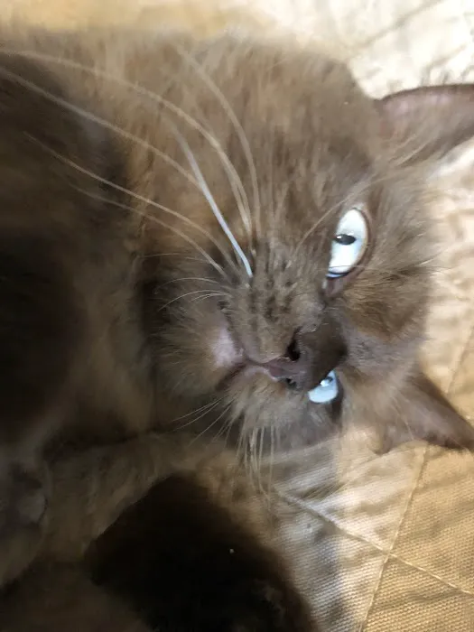 Ragdoll Kittens For You Picture 5