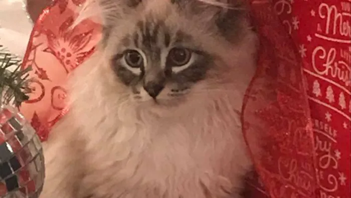 Ragdoll Kittens For You Picture 9