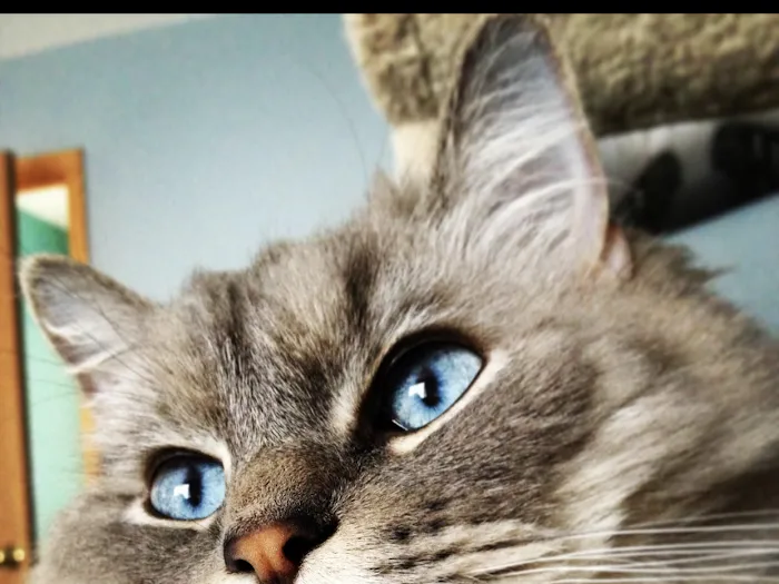 Ragdoll Kittens For You Picture 10