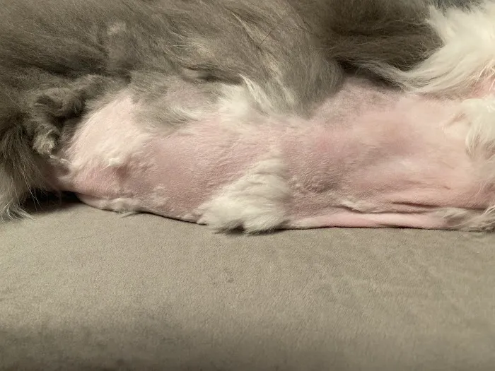 Fox River Animal Wellness Center Picture 1