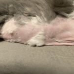 Fox River Animal Wellness Center