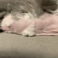 Fox River Animal Wellness Center ico
