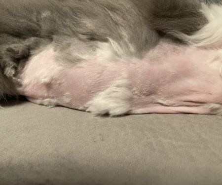 Fox River Animal Wellness Center