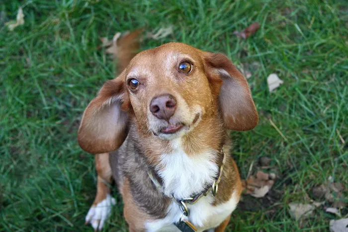 Fox River Animal Wellness Center Picture 6