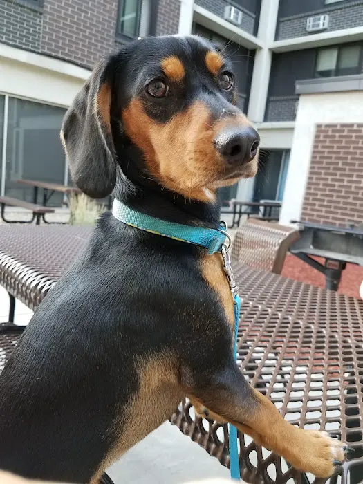 Fox River Animal Wellness Center Picture 3