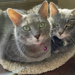 Cleveland Veterinary Clinic