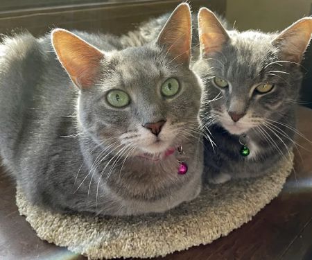 Cleveland Veterinary Clinic