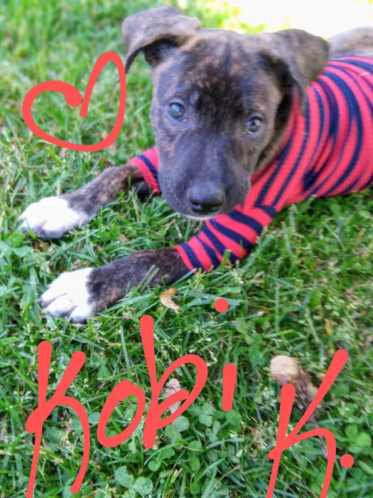 Just Animals Shelter: Pet Wellness Clinic Picture 1