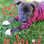 Just Animals Shelter: Pet Wellness Clinic