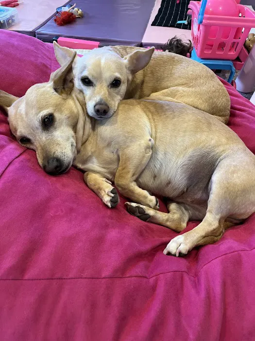 Rand Road Animal Hospital Picture 1