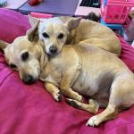 Rand Road Animal Hospital