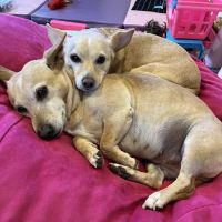 Rand Road Animal Hospital ico