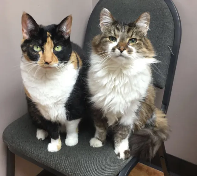 Rand Road Animal Hospital Picture 9