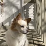 Deer Grove Animal Hospital
