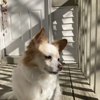 Deer Grove Animal Hospital ico