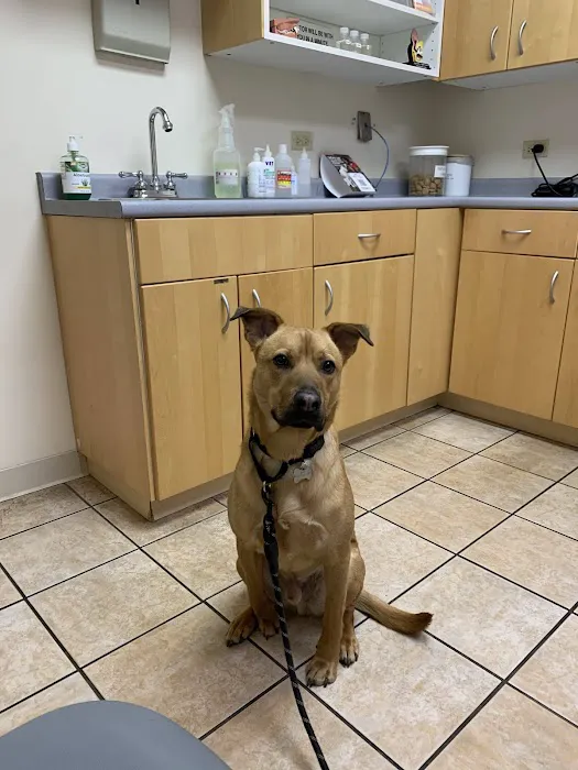 Deer Grove Animal Hospital Picture 2