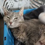Bowes Animal Hospital – Urgent & Wellness Care