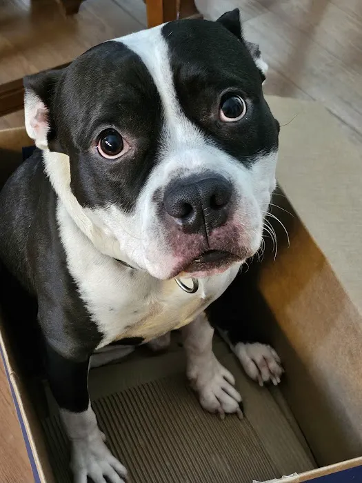 Bowes Animal Hospital – Urgent & Wellness Care Picture 3