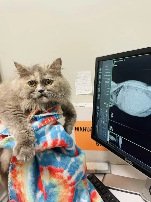 Bowes Animal Hospital – Urgent & Wellness Care Picture 6