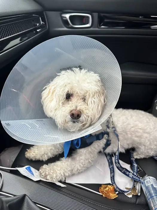 Bowes Animal Hospital – Urgent & Wellness Care Picture 5