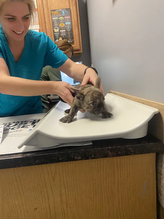 Bowes Animal Hospital – Urgent & Wellness Care Picture 2