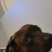 Anderson Humane Veterinary Clinic ico