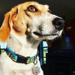 Randall Road Animal Hospital - South Elgin