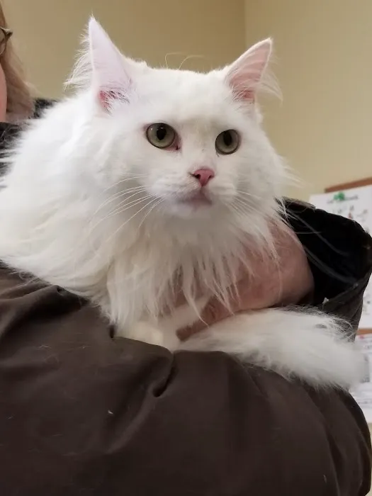South Town Animal Hospital Picture 1